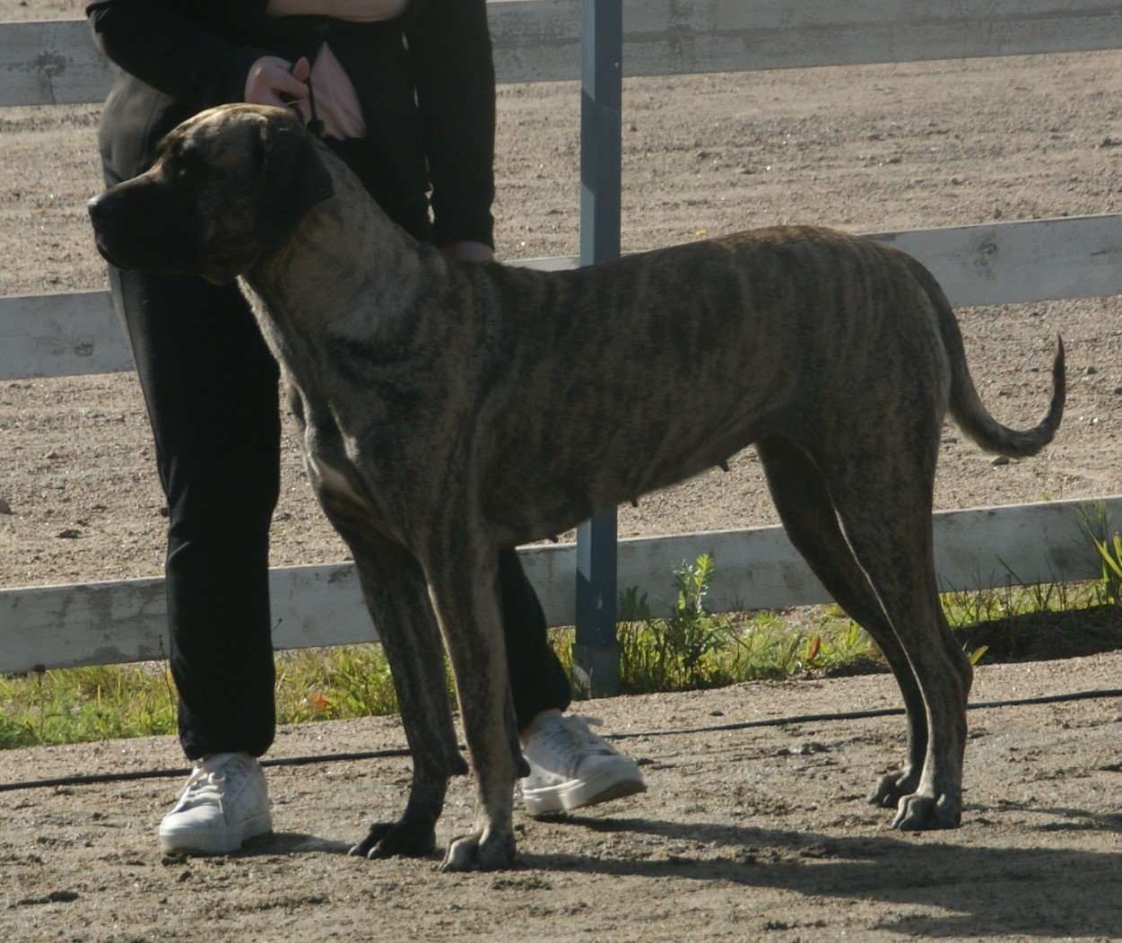 Loyalty Beyond Measure (image credits: wikimedia)