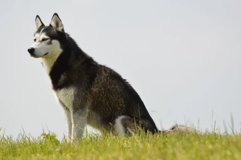 How to Deal With a Husky Jealous of Your Human Partner