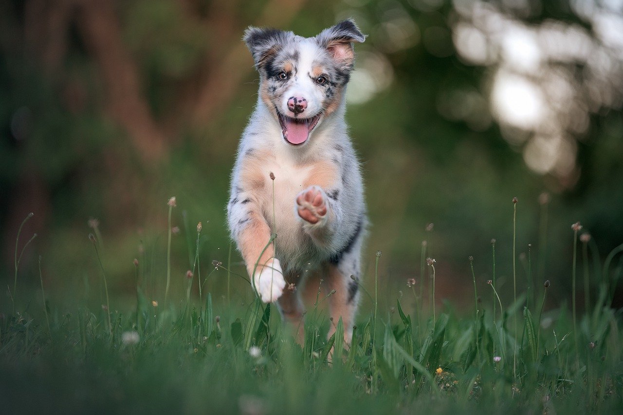 4. Australian Shepherd: The Energetic Explorer (image credits: pixabay)
