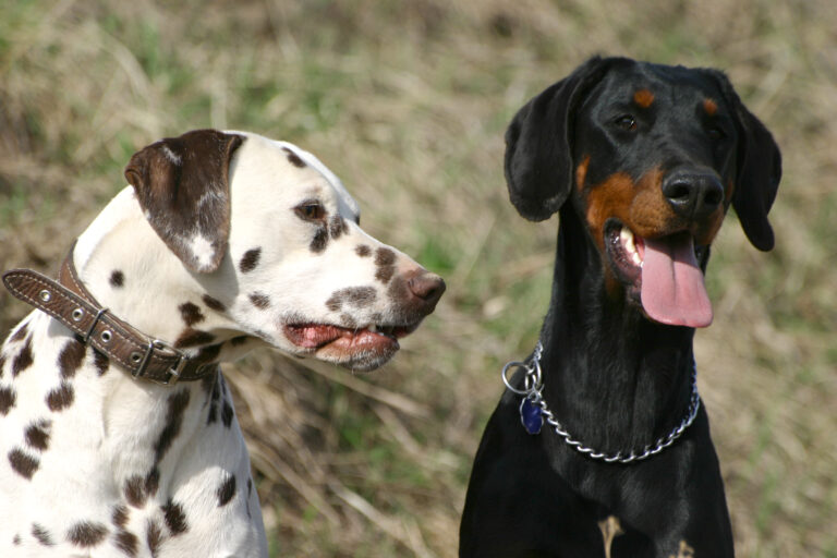 How To Care For A Doberman Puppy