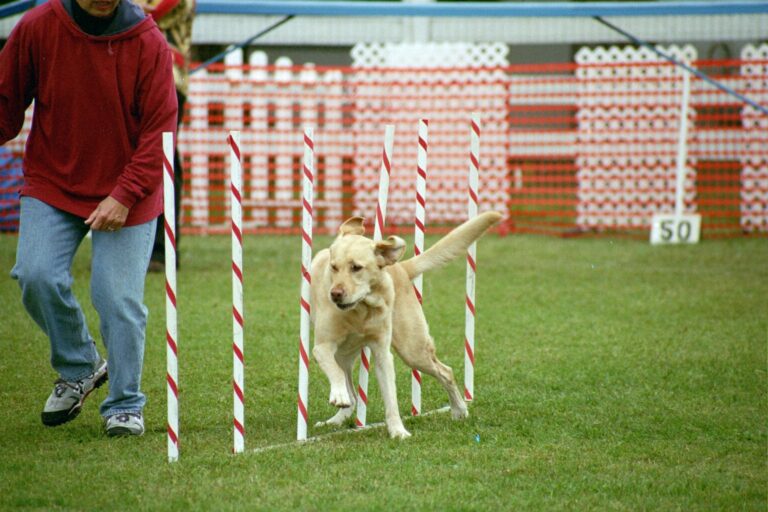 How to Make Your Lazy Lounge Labrador Into an Active One