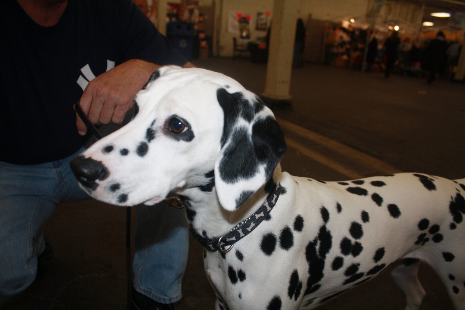 2. Dalmatian (image credits: wikimedia)