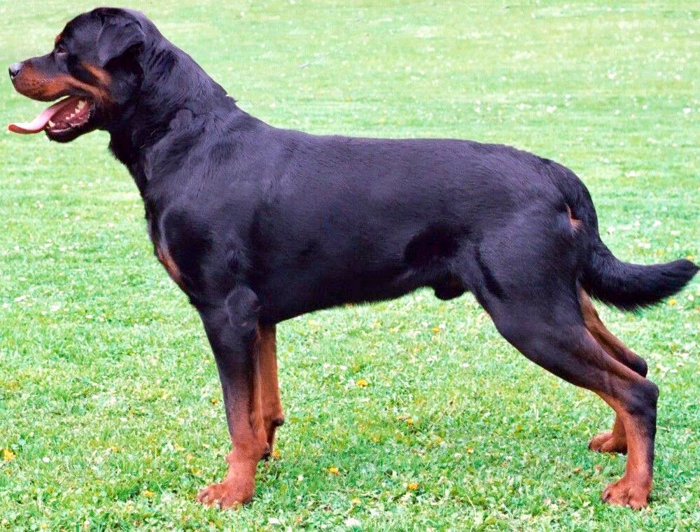 7. Rottweiler (image credits: wikimedia)