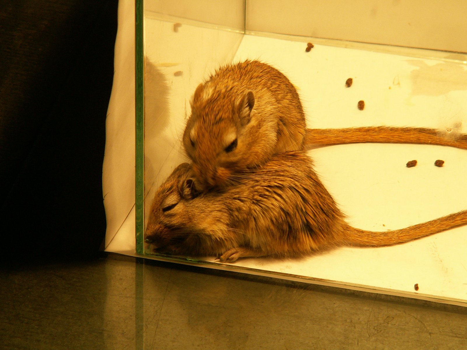 Gerbils: Social and Entertaining (image credits: wikimedia)