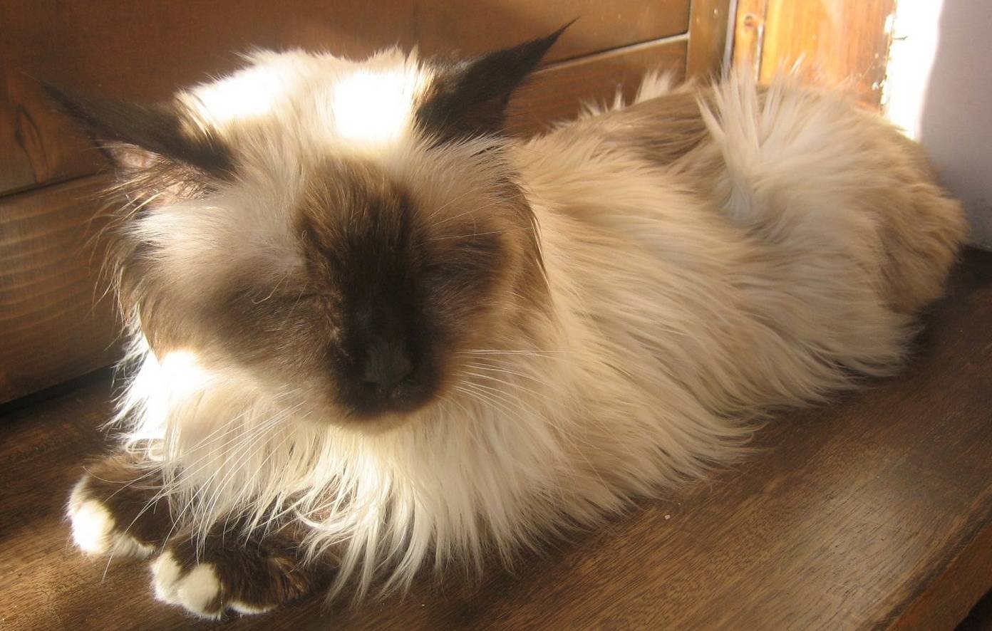 9. Birman (image credits: wikimedia)