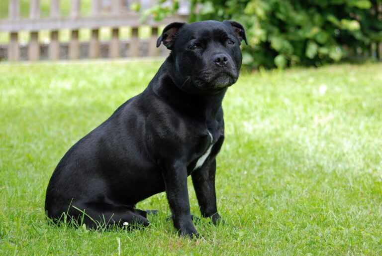 10 Things To Know About the Staffordshire Terrier That Will Change Your Negative Opinion About Them