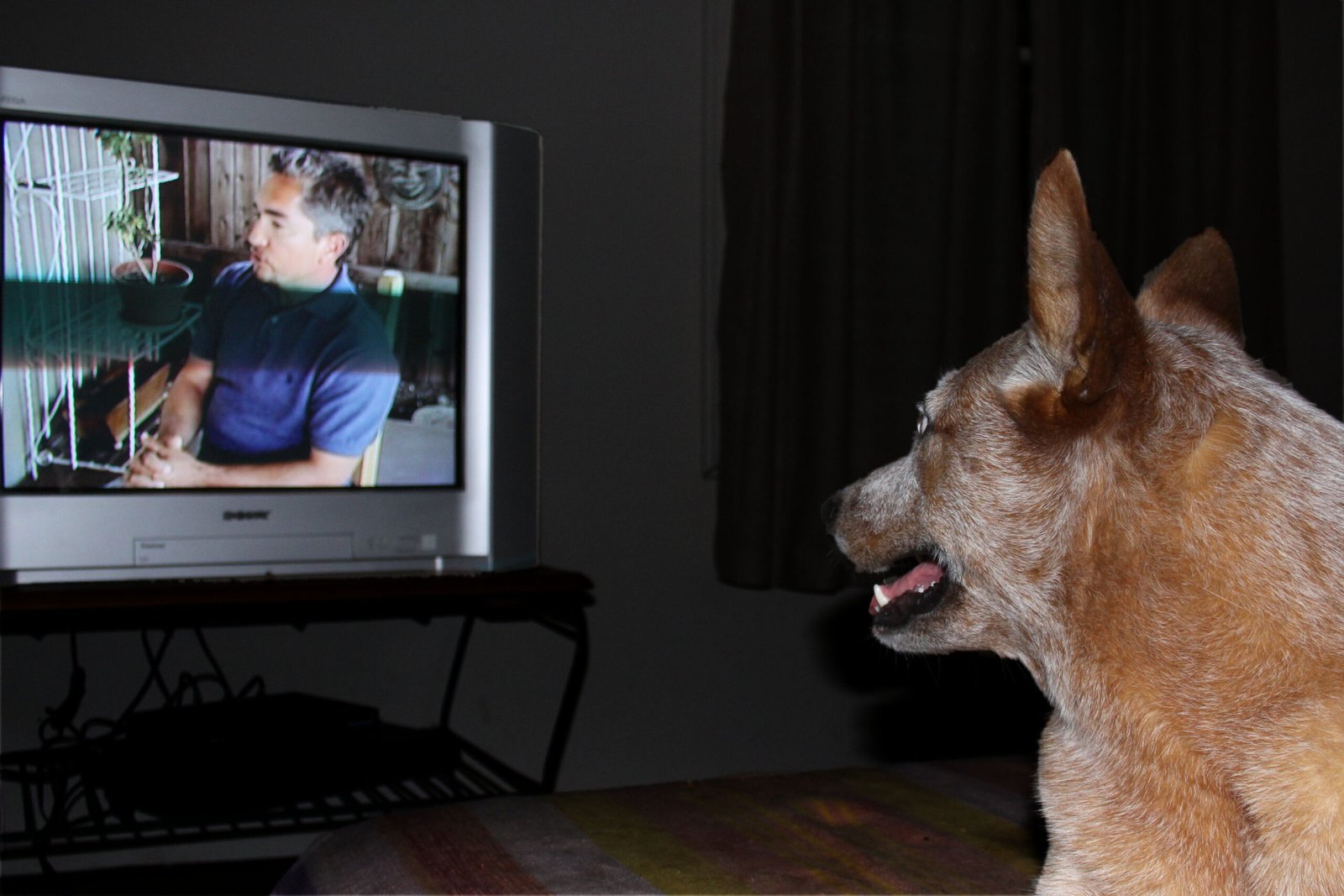 4. Leave the TV or Radio On (image credits: wikimedia)