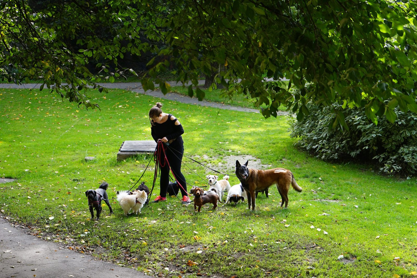 15. Enroll in Doggy Daycare (image credits: wikimedia)