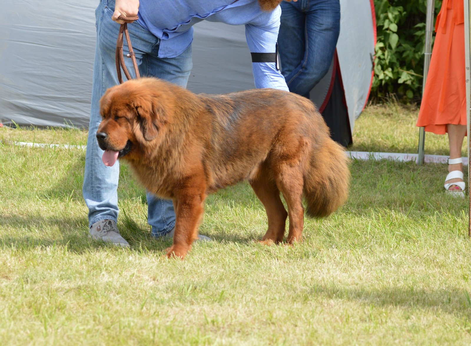 6. Leonberger: The Friendly Furry Giant (image credits: wikimedia)