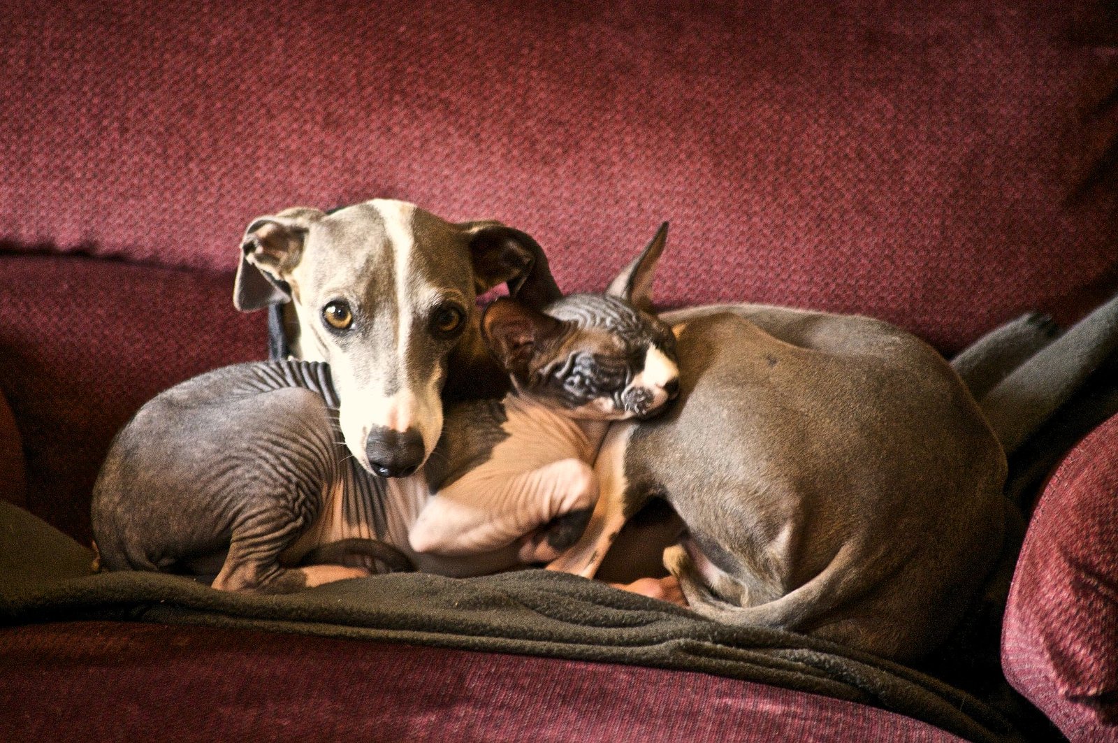 9. Greyhound: The Elegant Lounger (image credits: wikimedia)