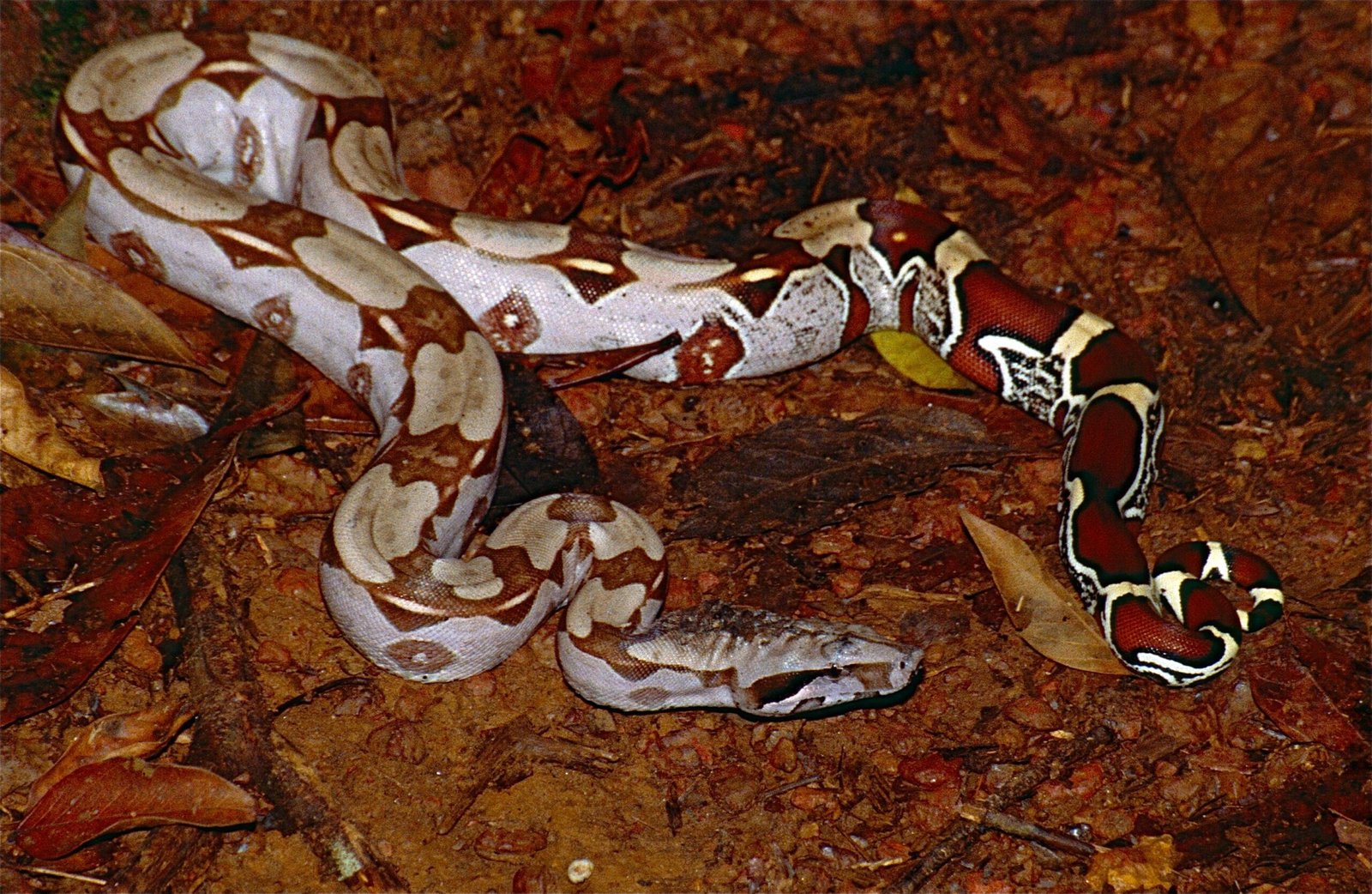 Majestic Appearance and Size (image credits: wikimedia)