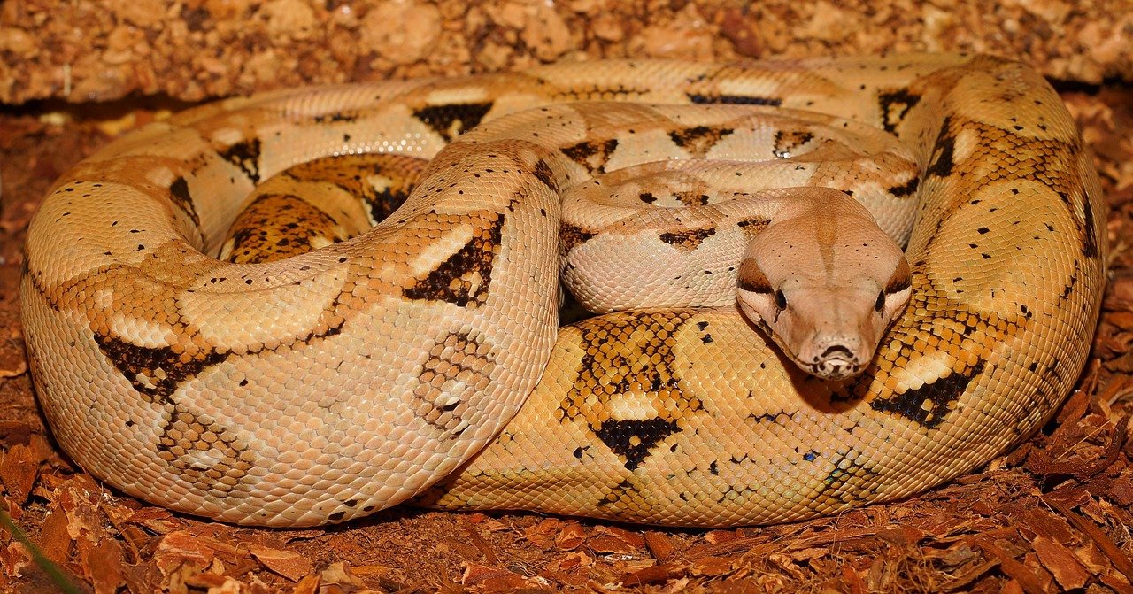 Adaptability to Enclosures (image credits: pixabay)