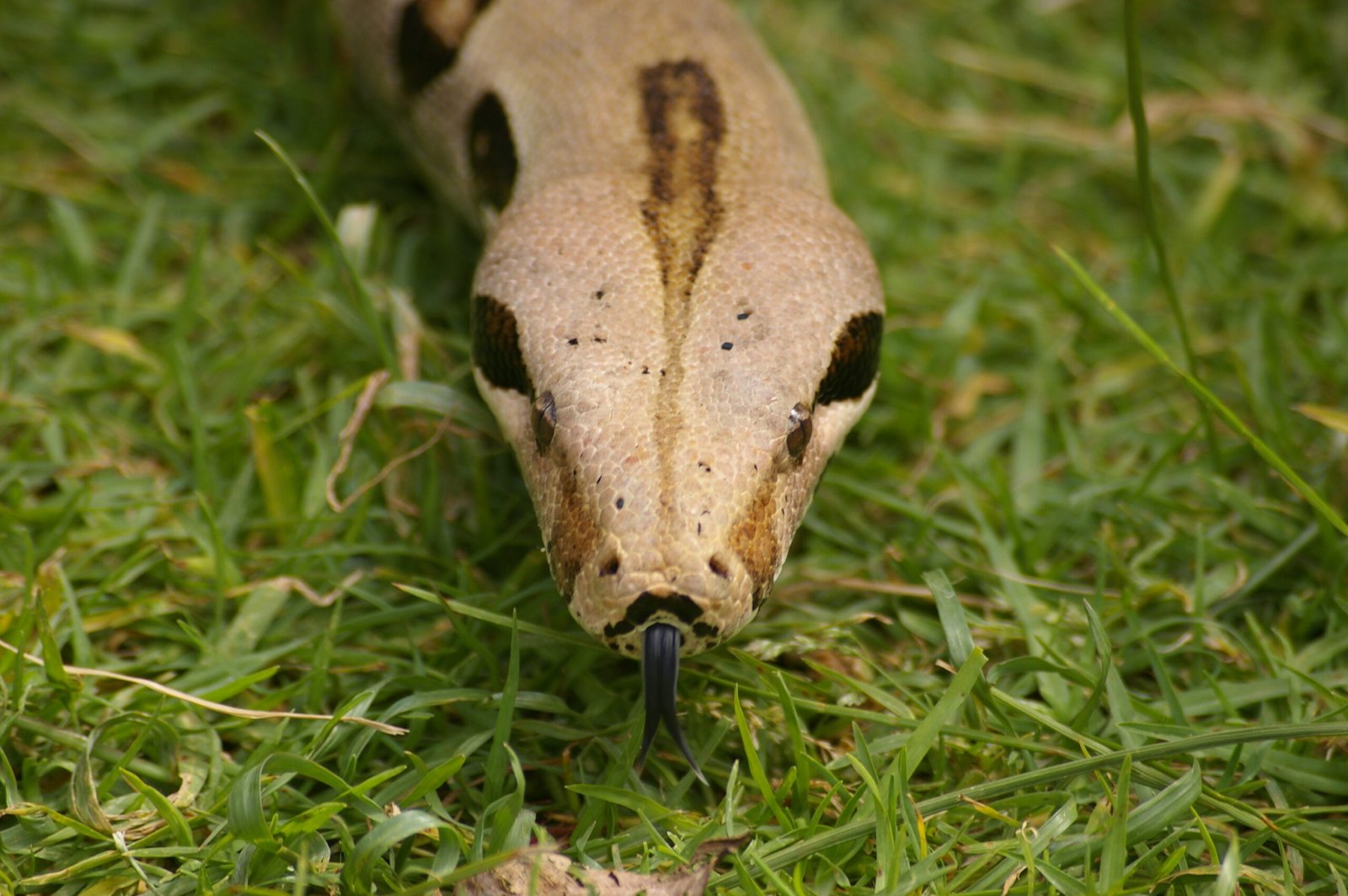 Silent Companions (image credits: wikimedia)