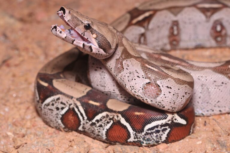 10 Facts About Red Tailed Boas and Why They Can Make Good Pets