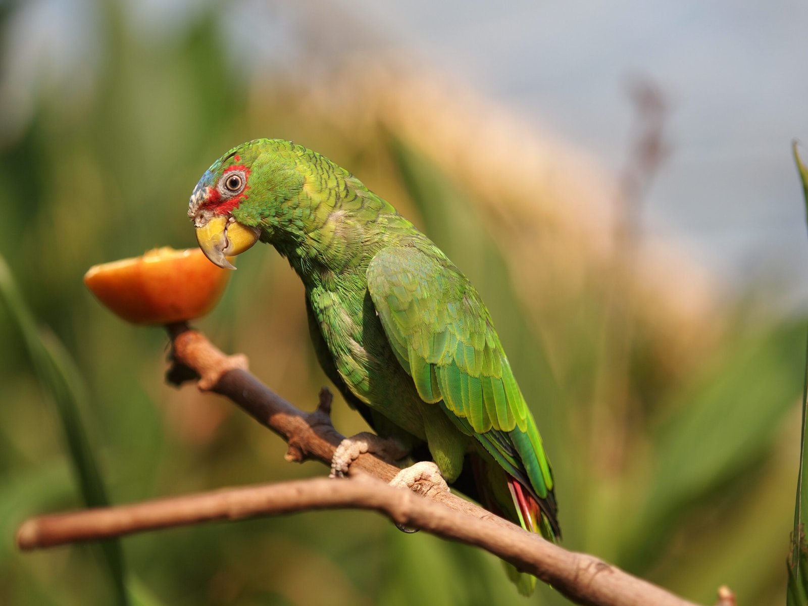 2. Amazon Parrot: The Vocal Enforcer (image credits: wikimedia)