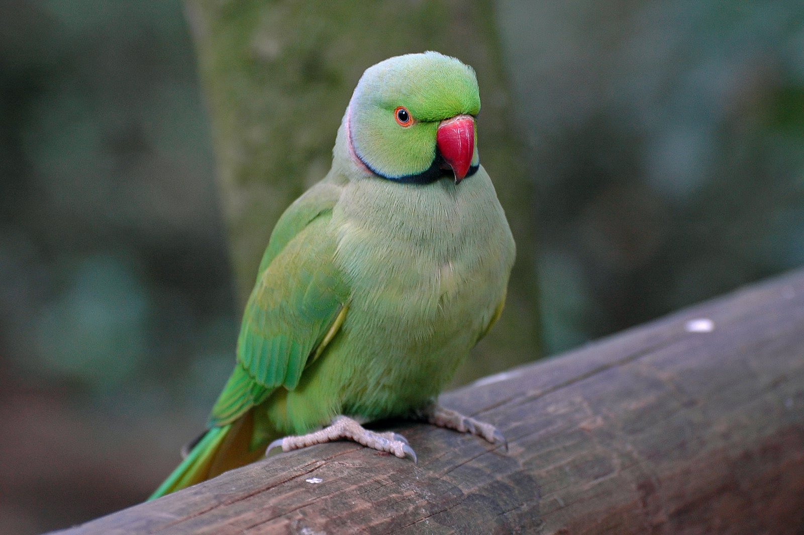 7. Indian Ringneck Parakeet: The Independent Spirit (image credits: wikimedia)