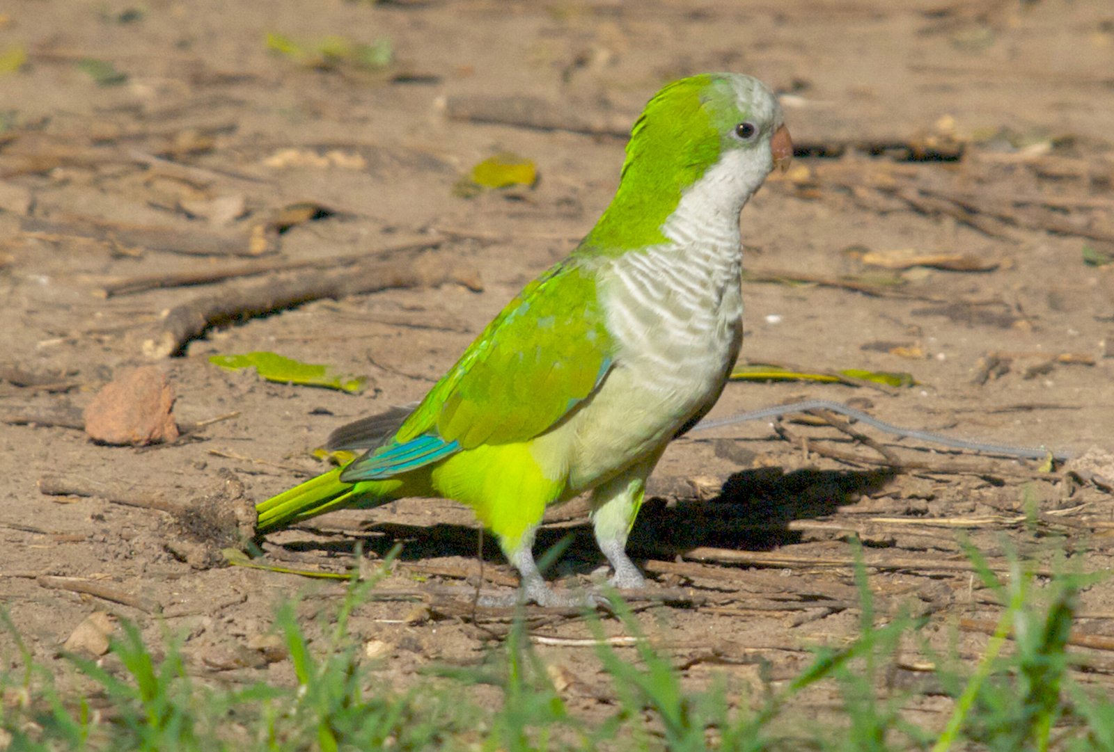 8. Quaker Parrot: The Territorial Defender (image credits: wikimedia)