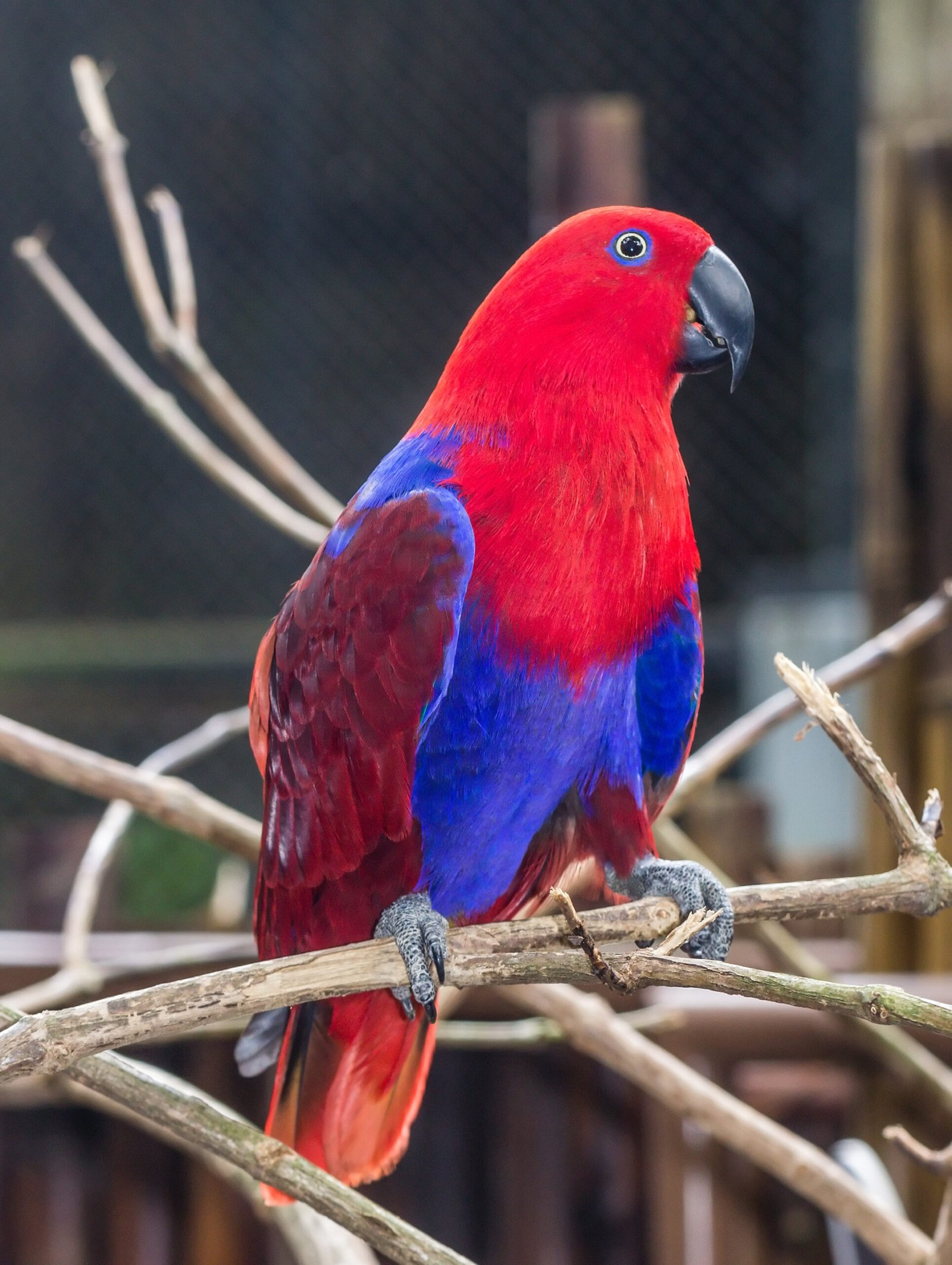 9. Eclectus Parrot: The Moody Marvel (image credits: wikimedia)