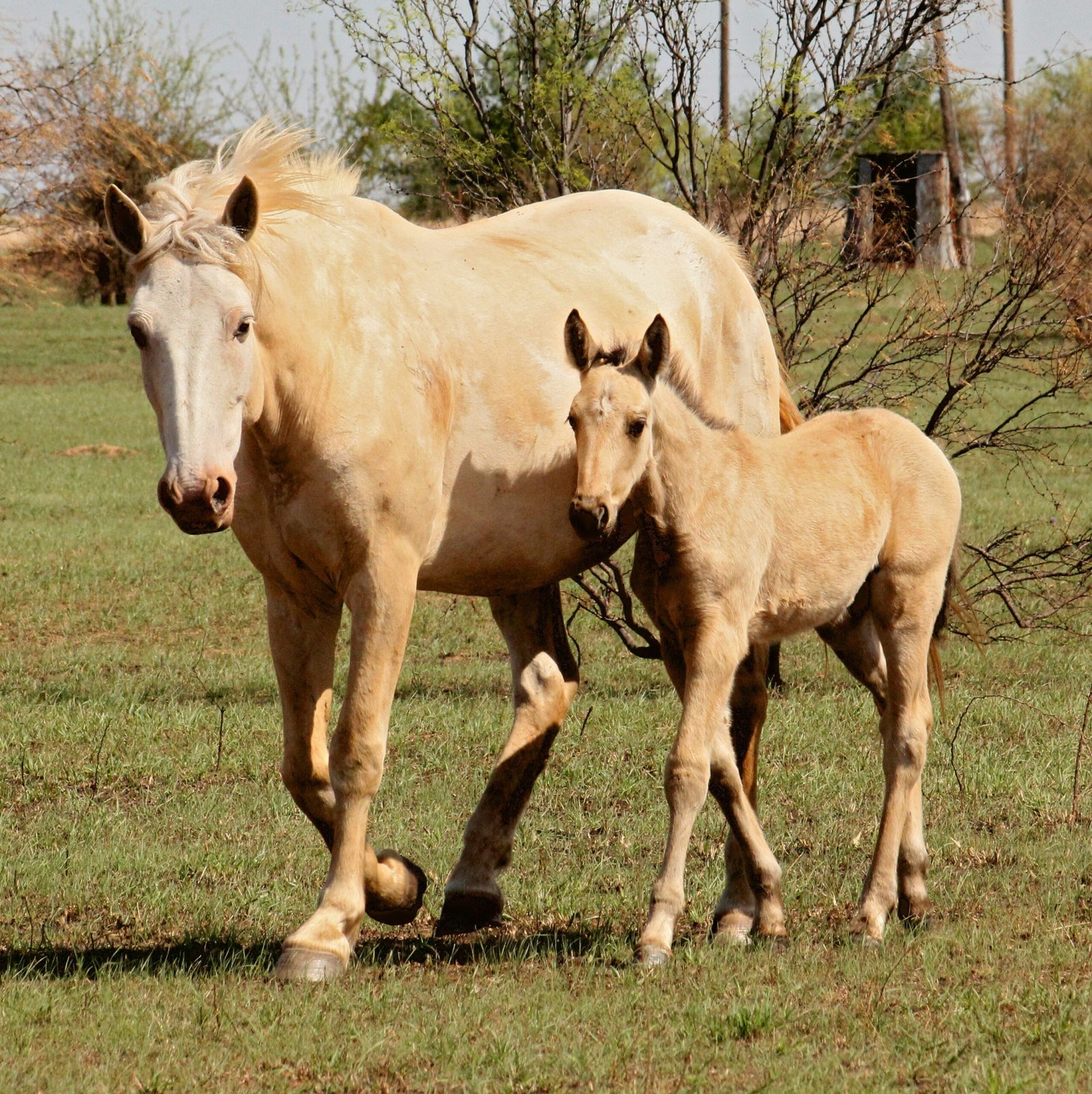 The Origin of the Palomino (image credits: wikimedia)