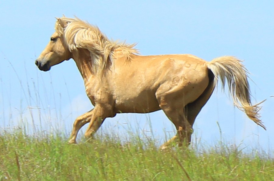 The Unique Golden Coat (image credits: wikimedia)