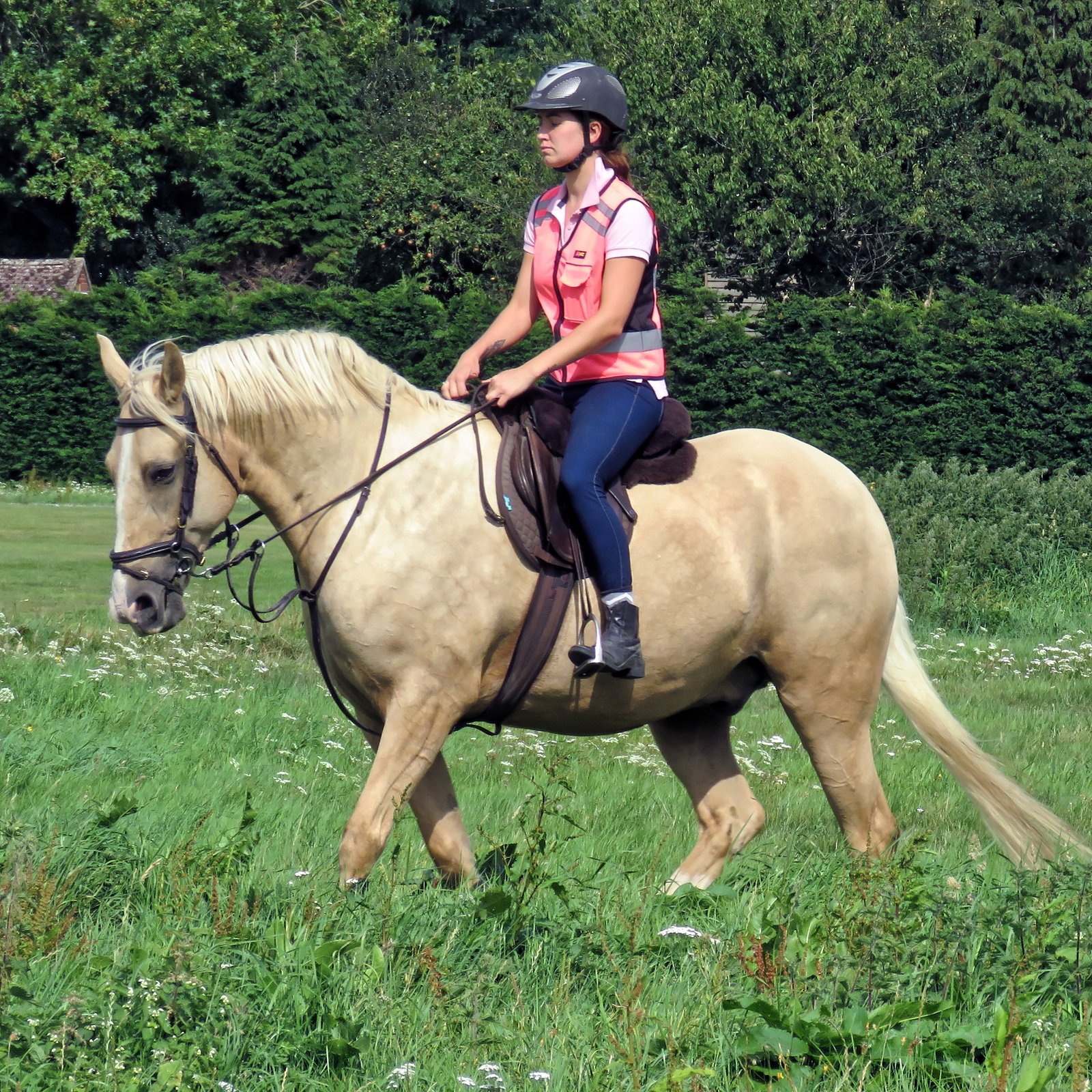 Versatility in Equestrian Sports (image credits: wikimedia)