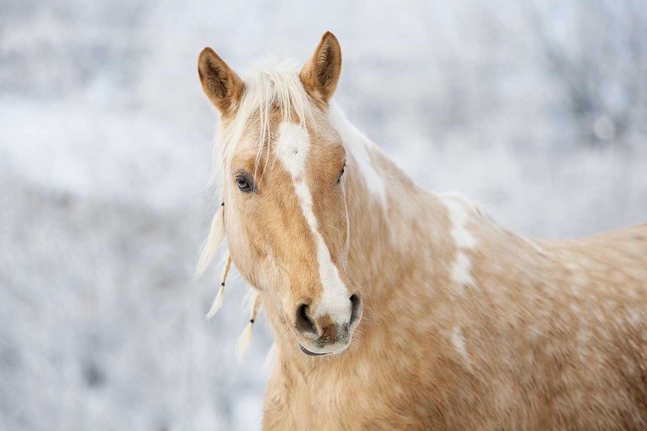 Caring for a Palomino (image credits: pixabay)