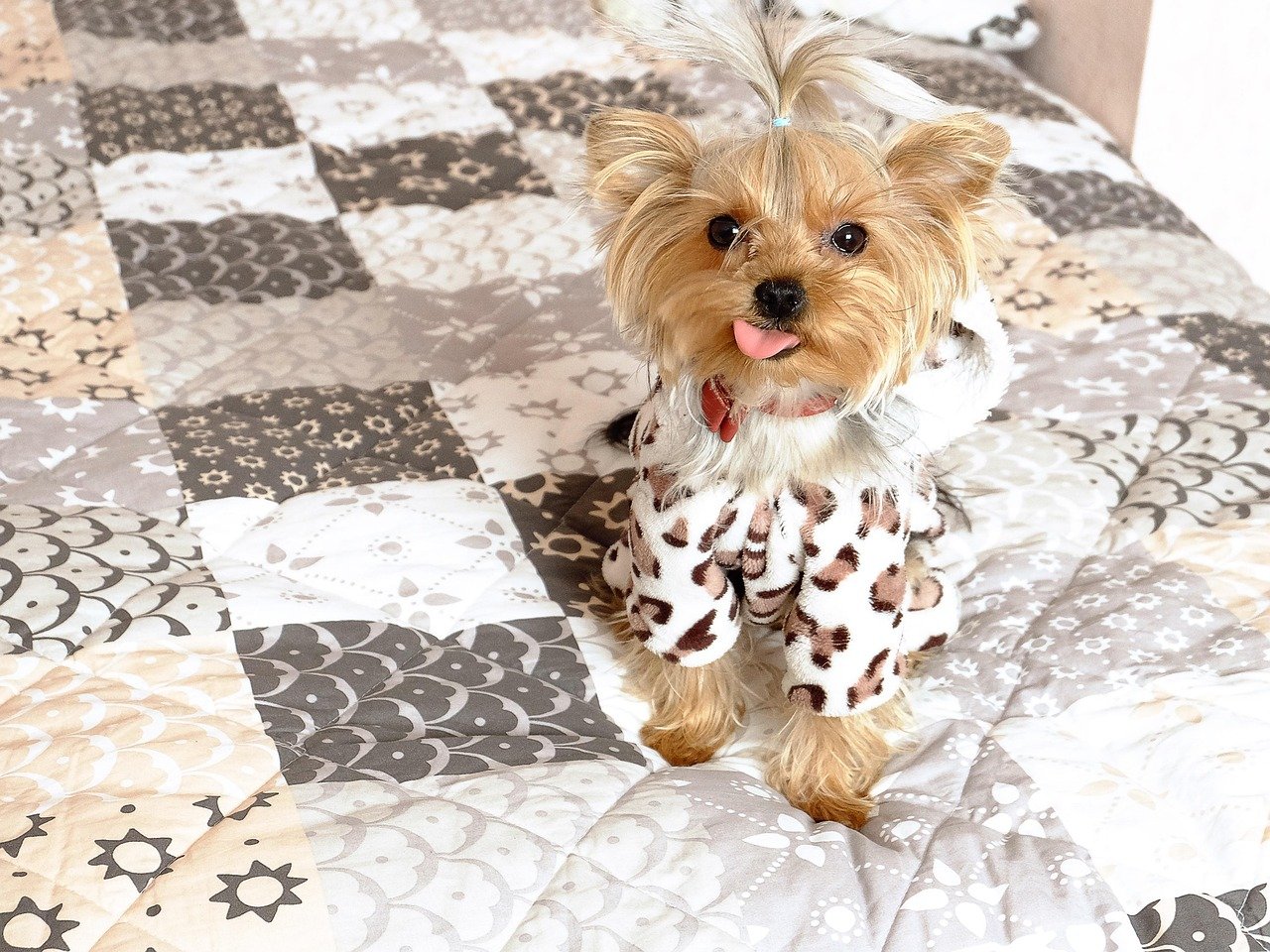 Yorkshire Terrier: The Bold Adventurer (image credits: pixabay)