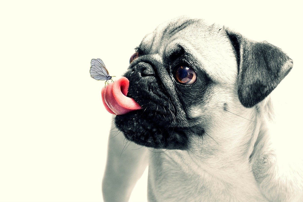 Pug: The Comedian (image credits: pixabay)