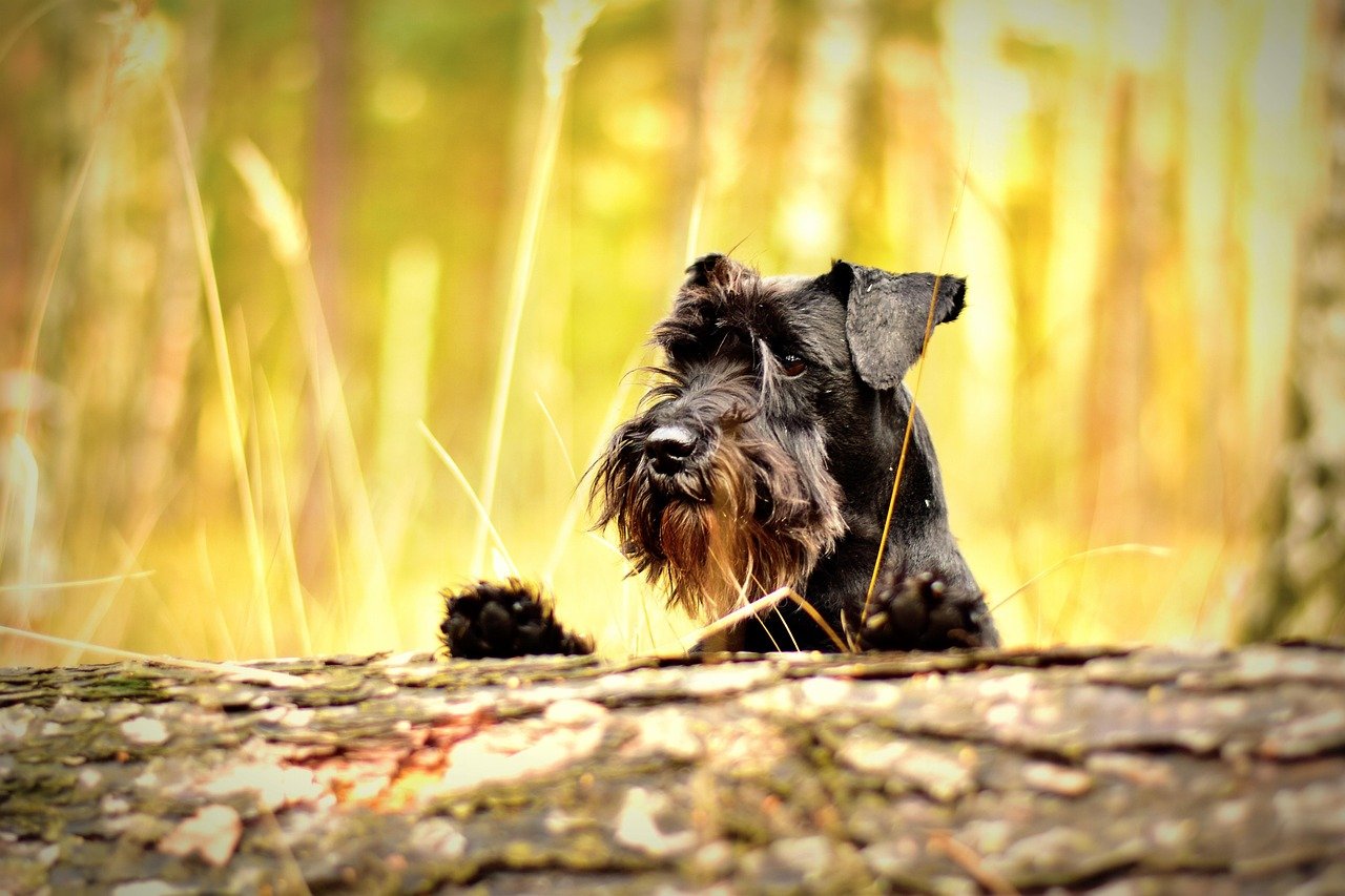 Miniature Schnauzer: The Bold Investigator (image credits: pixabay)