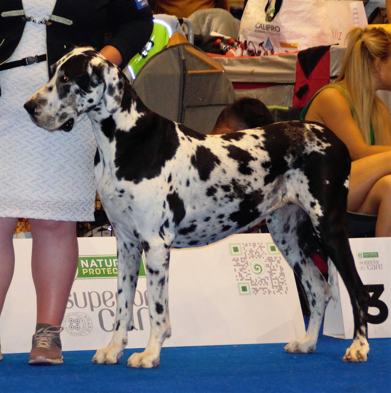 3. Great Dane (image credits: wikimedia)