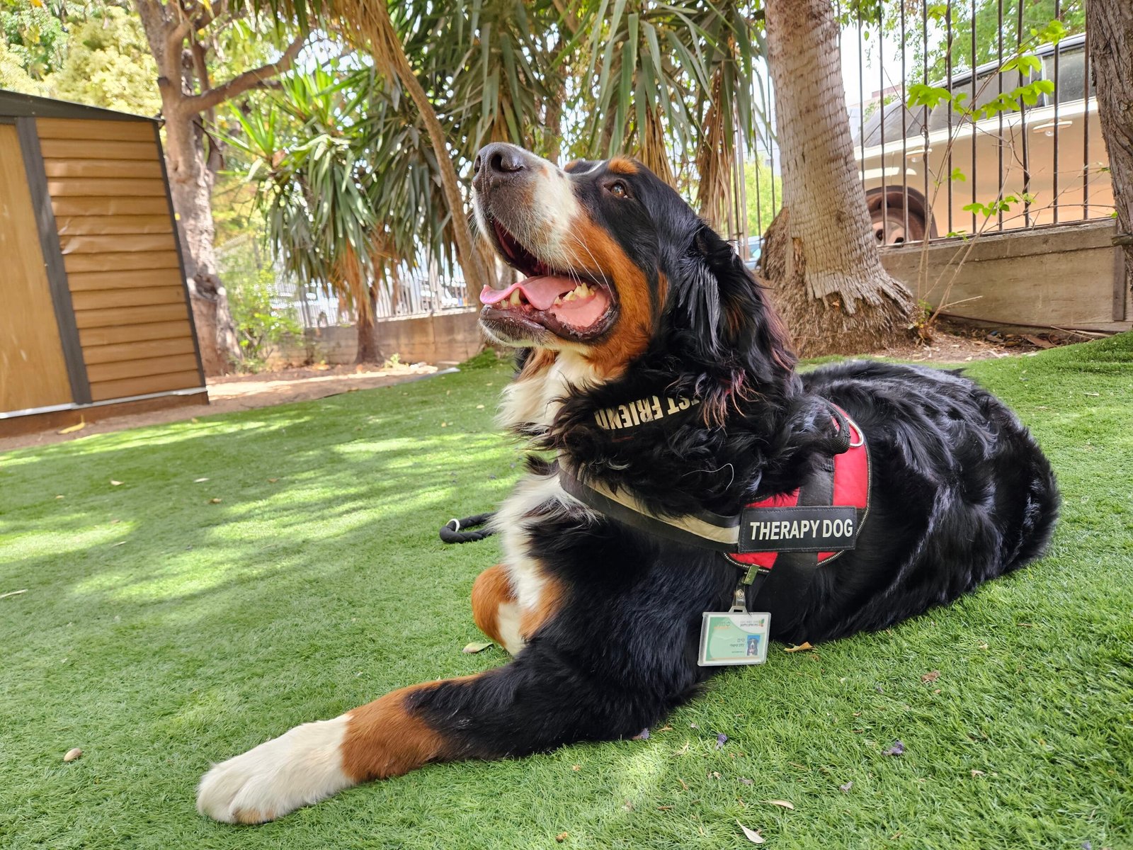 5. Bernese Mountain Dog (image credits: wikimedia)