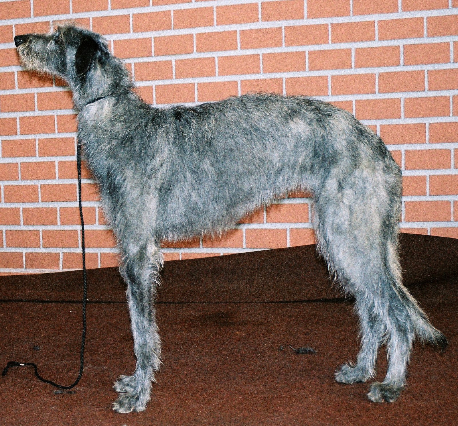 8. Scottish Deerhound (image credits: wikimedia)