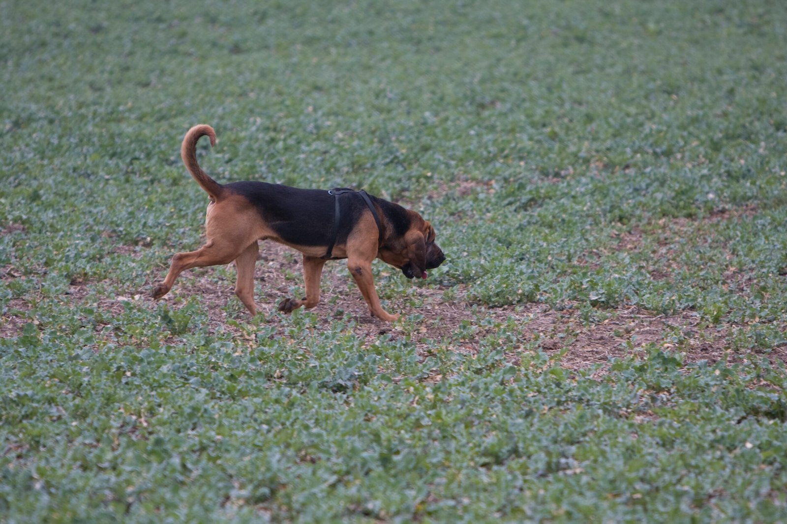 9. Bloodhound (image credits: wikimedia)