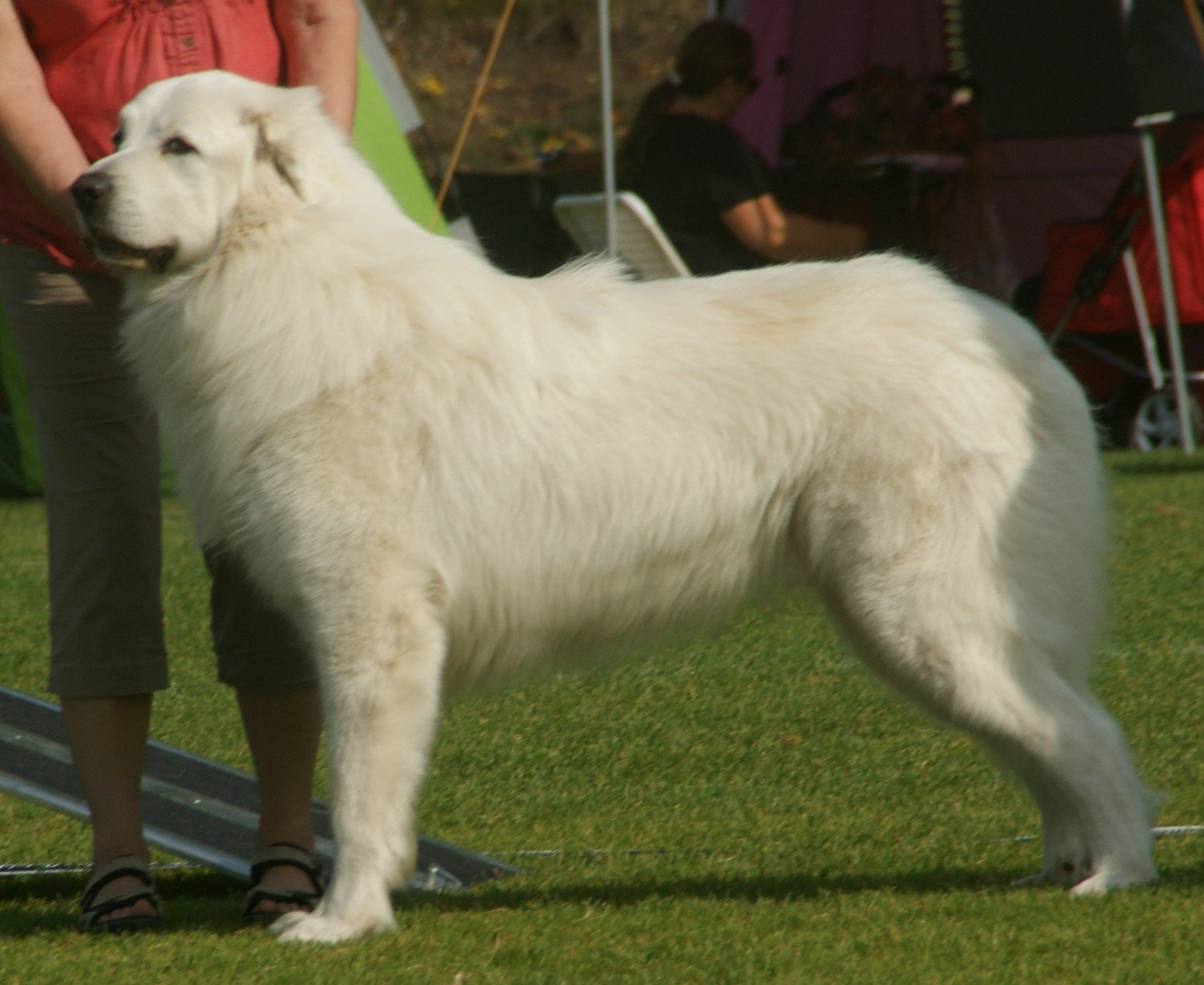 10. Great Pyrenees (image credits: wikimedia)