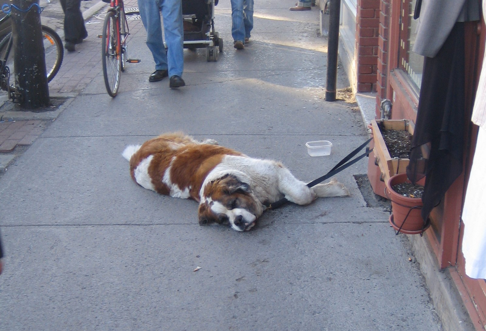 10 Large Dog Breeds To Avoid If You’re Looking for a Good Guard Dog