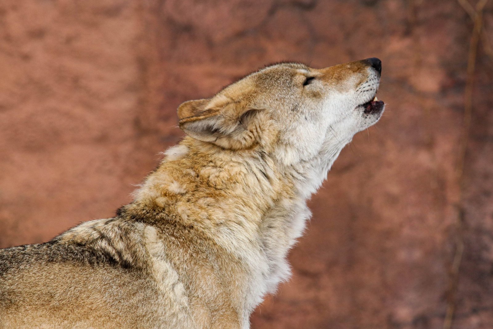 Communication and Vocalization (image credits: wikimedia)