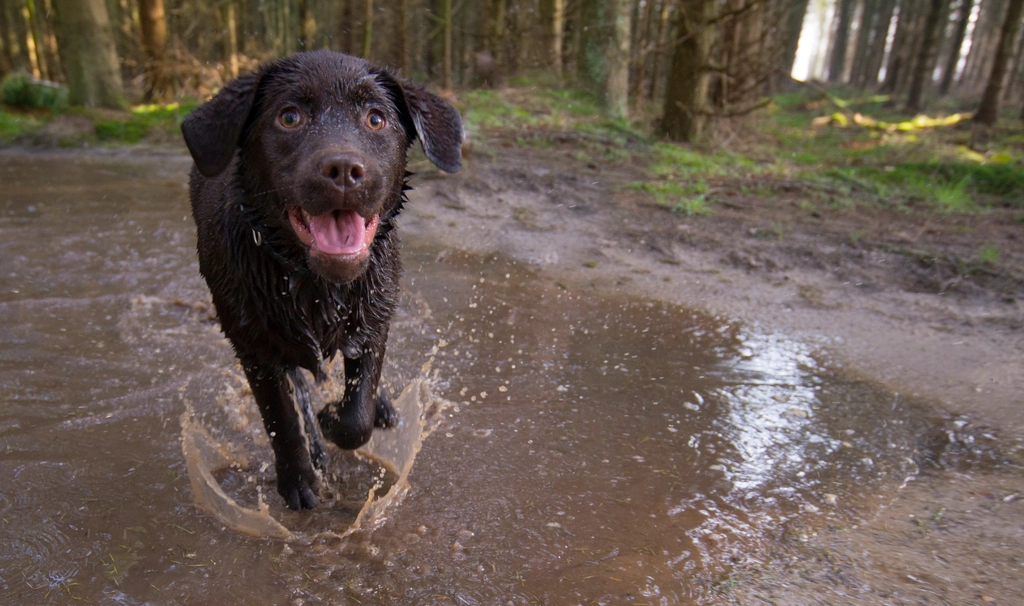 Labrador Retriever: The Eager-to-Please Companion (image credits: rawpixel)