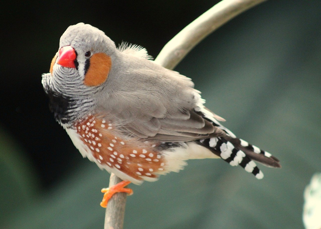 Zebra Finch: The Charming Performer (image credits: pixabay)