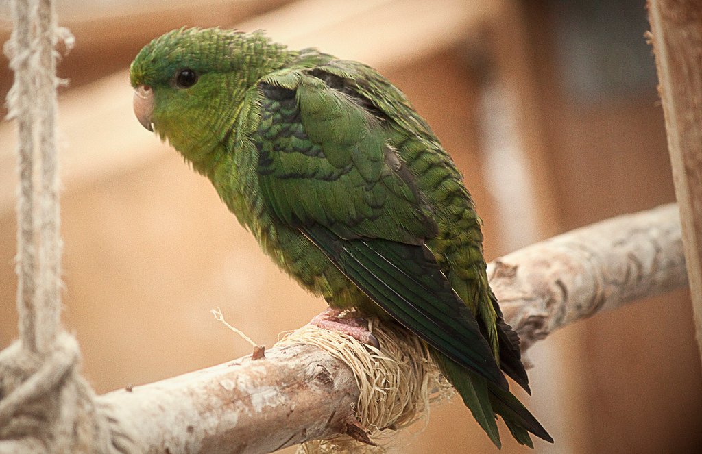 Lineolated Parakeet: The Quiet Talker (image credits: wikimedia)