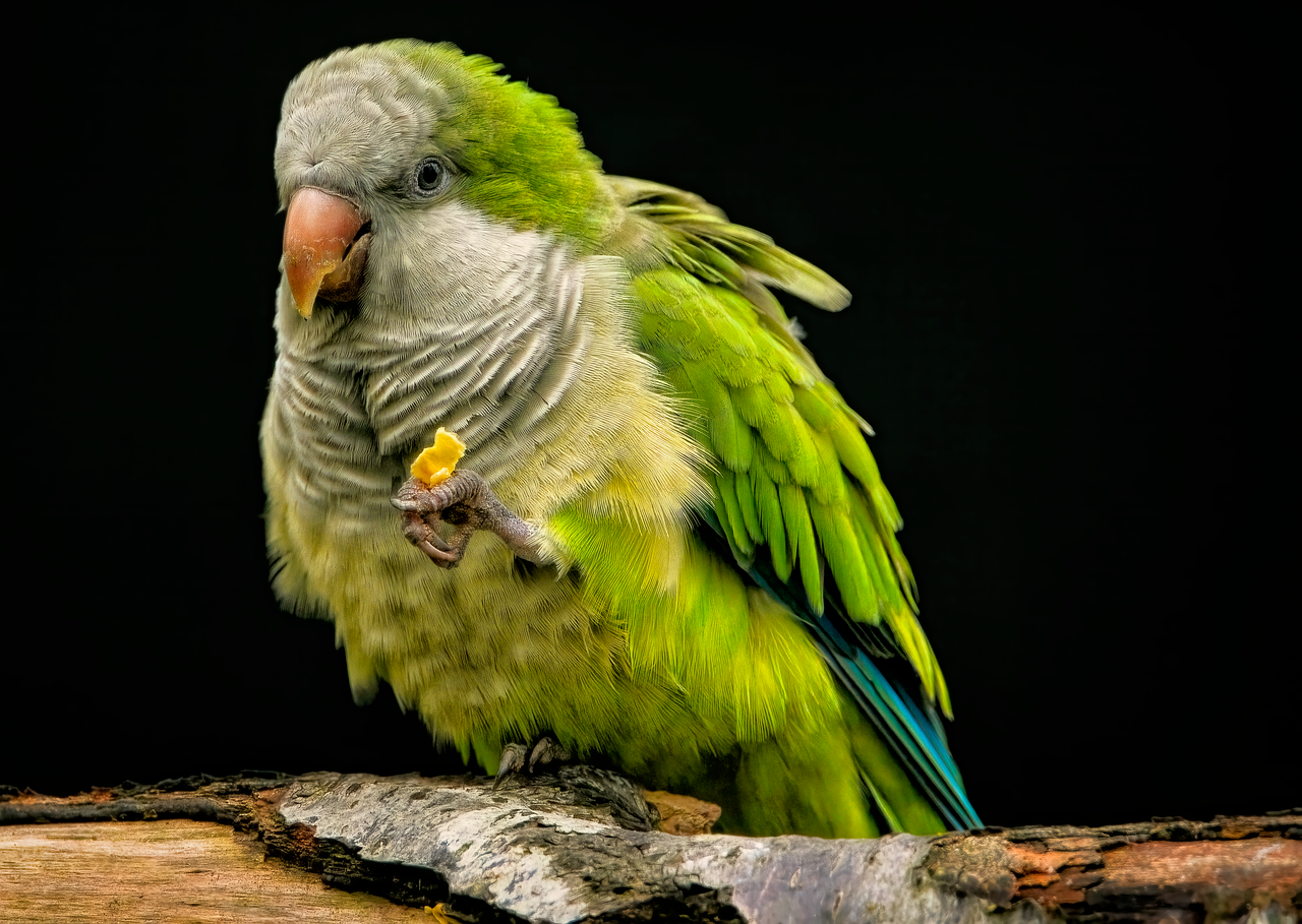 Quaker Parrot: The Social Architect (image credits: pixabay)