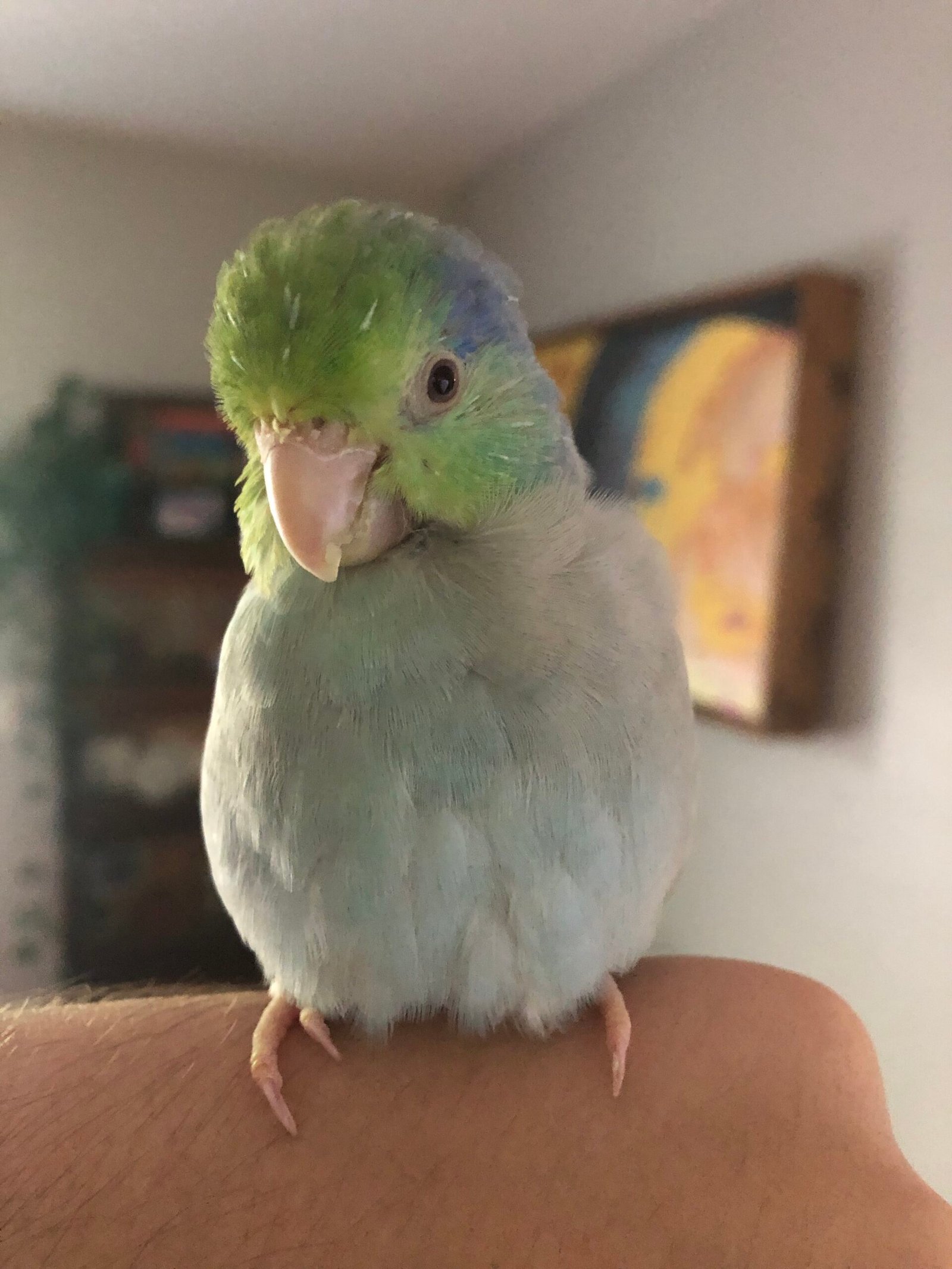 Parrotlet: The Tiny Dynamo (image credits: wikimedia)