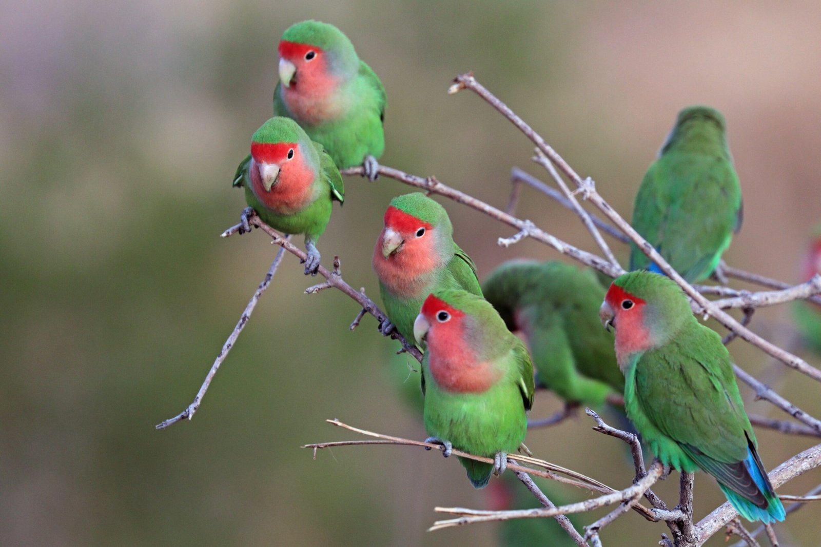 Peach-Faced Lovebird: A Burst of Color and Charm (image credits: wikimedia)