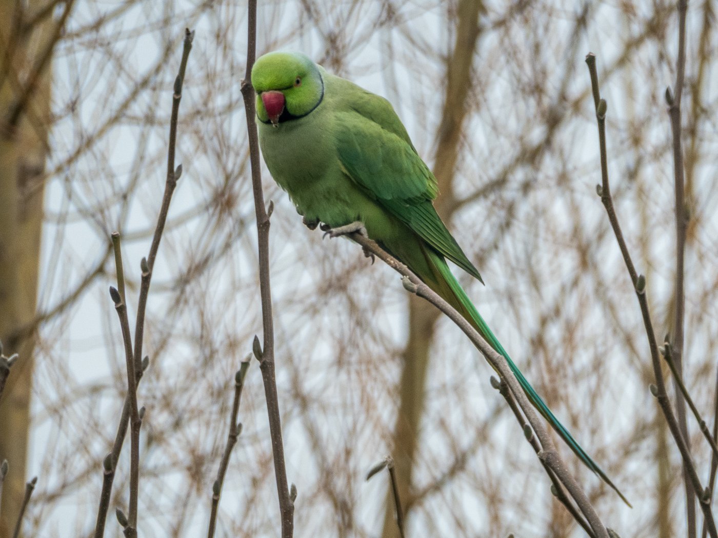 Ring-Necked Parakeet: The Elegant Talker (image credits: wikimedia)