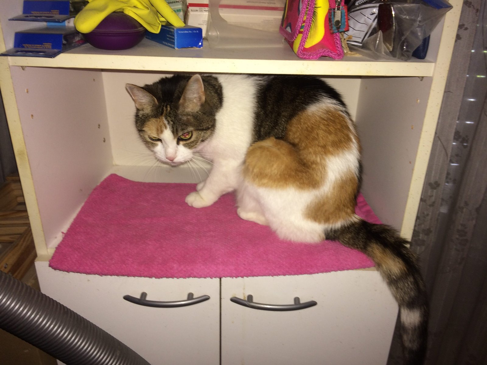 Failing to Address Behavioral Issues (image credits: wikimedia)