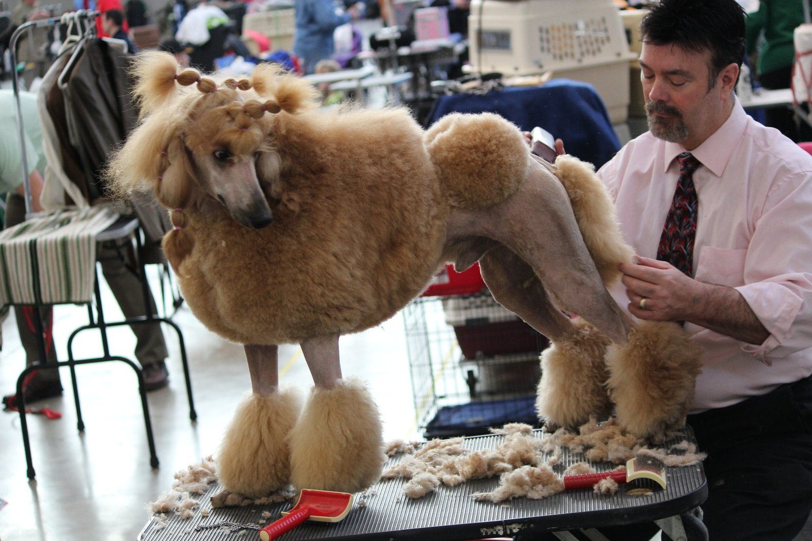 Professional Grooming Services (image credits: wikimedia)