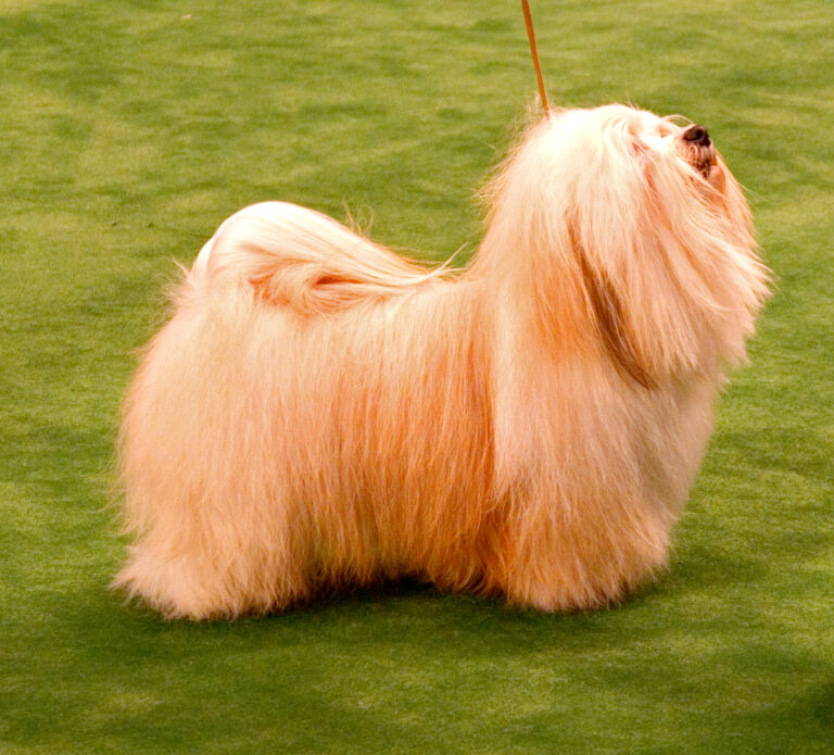 10 Adorable Facts About A Havanese (And Why It Makes a Good Companion for Seniors)