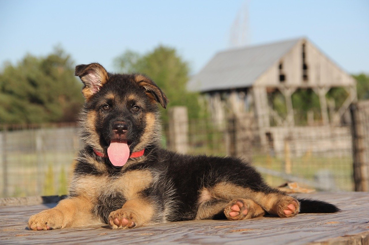 Shiloh Shepherd: The Gentle Giant (image credits: pixabay)
