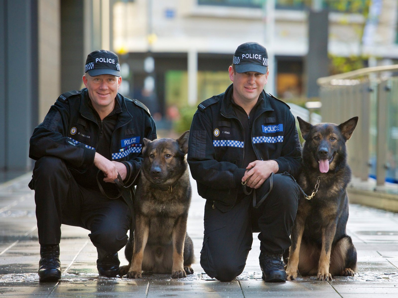 King Shepherd: The Majestic Companion (image credits: wikimedia)