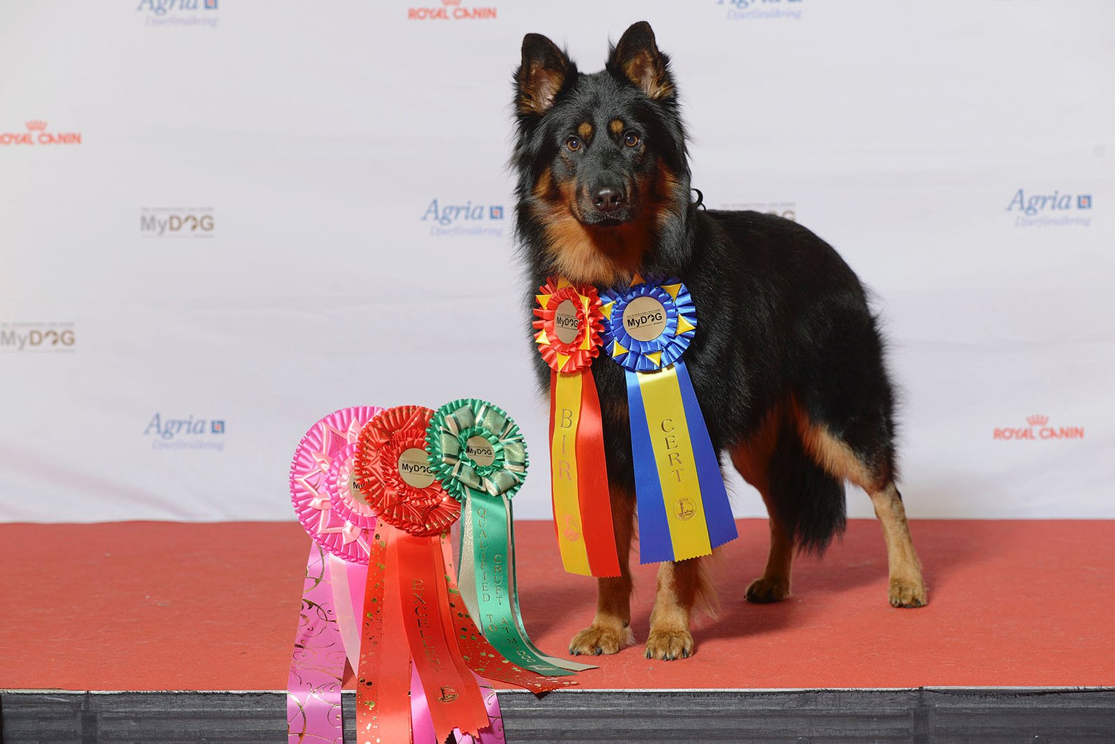 Bohemian Shepherd: The Versatile Worker (image credits: wikimedia)