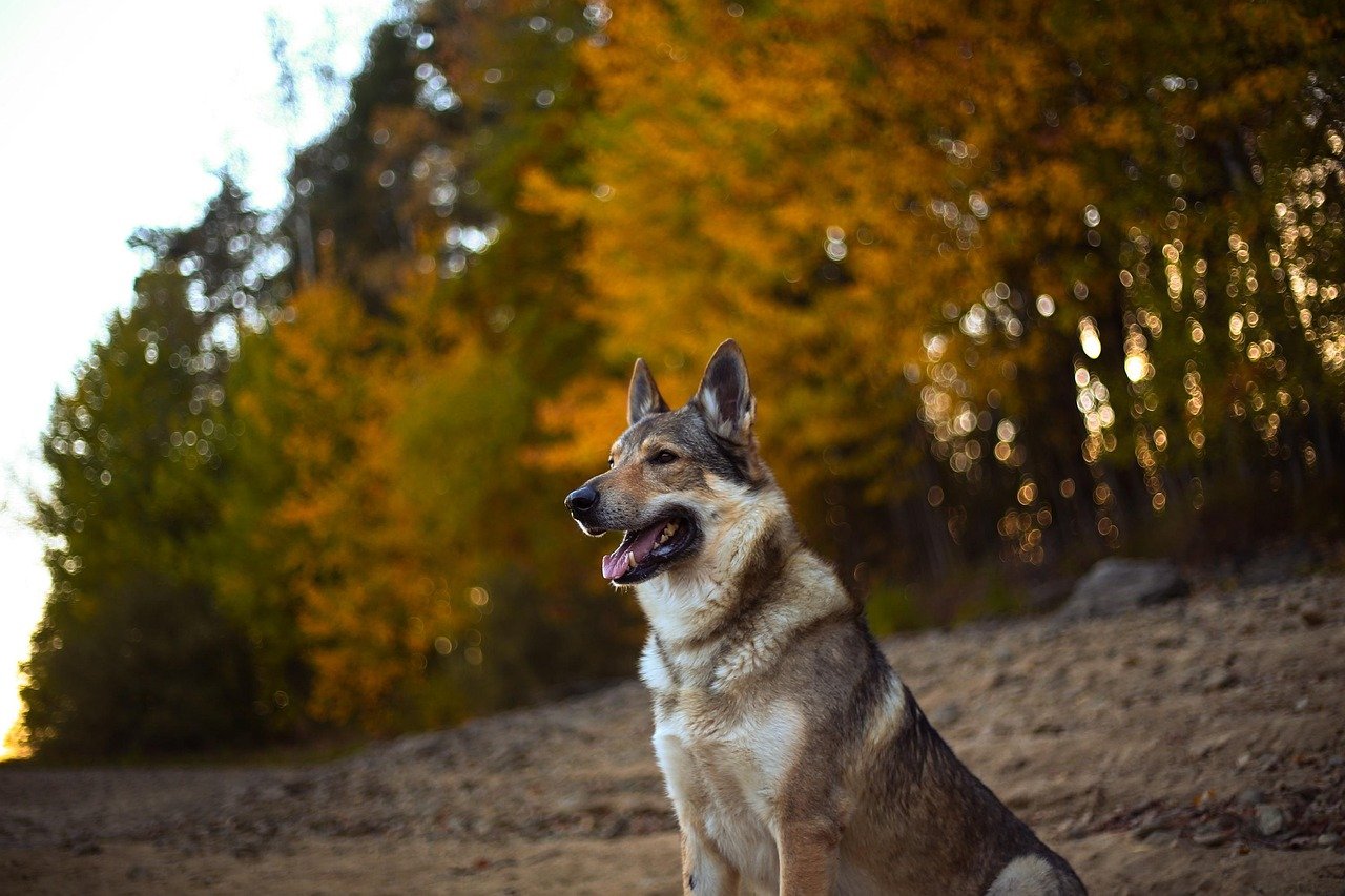 American Alsatian: The Gentle Giant (image credits: pixabay)